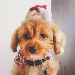 A young Cavoodle from Australia. I love chewing and wearing ridiculous clothing items. Enjoy my deliberations on life, meaning and eating my own poo.