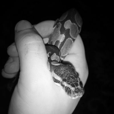 Ballpython2016's profile picture. 