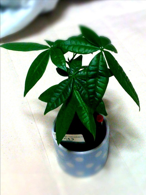 konru's profile picture. 人類が初めて月に下り立った年の生まれです。クラシック音楽、J-POP、iPhone、Macとか・・・。