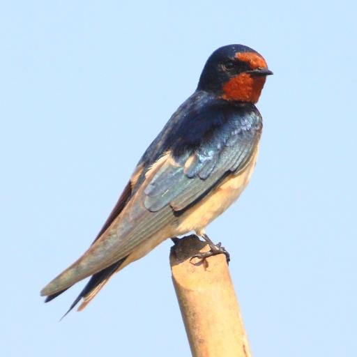 No target species. No call playing. Just old-fashioned #birdwatching.
https://t.co/AwTnYsyvq1