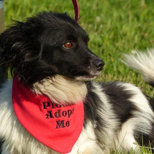 Suffolk Animal Rescue Dogs Store, SAVE 53%. Suffolk Animal Rescue Dogs Store, SAVE 53%.