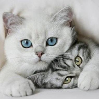 Desde todo el mundo los #gatos más hermosos, mandanos tu #mininos, La web aun está en constrcción