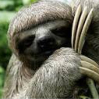 WingedSloths's profile picture. 