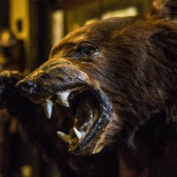 The Drovers Inn (@droversscotland) 's Twitter Profile