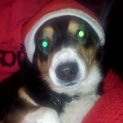 paws_santa's profile picture. ~ Chasing sticks in a field, somewhere in London ~