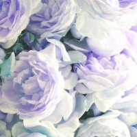 Potted Plant (@cabbage_mine) 's Twitter Profile