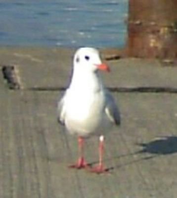 徒然なるままに 日暮らし ひかりとかげにむかいて 心にうつりゆく よしなしごとを 大好きな土屋太鳳さんの話題をメインに呟き綴る。
海と空と満月と釣りが好きな ハゲ老人。