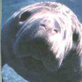 ENAchan's profile picture. 