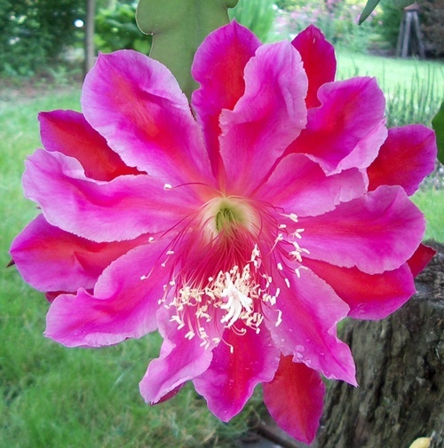 Highland Gardens in Camp Hill, PA is a gardener's garden center. We're all about the best plants and the best stuff. Plant Geek paradise.