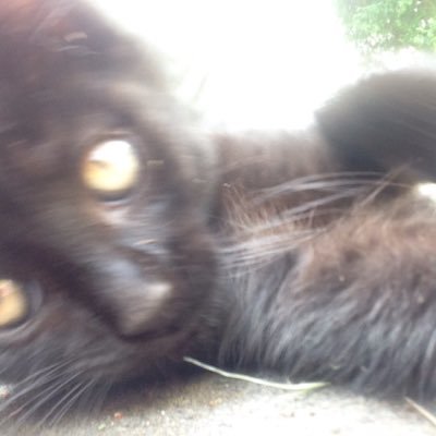 AdseyPronet's profile picture. -Call of duty -Counter Strike -ProNet August -17 -Newzealand Maori- Golden state warriors fan