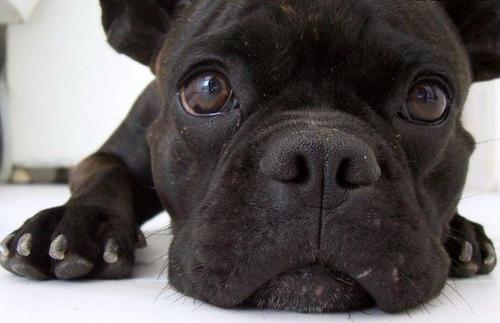 petshopnews's profile picture. 