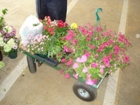 SCFlowerfests's profile picture. 