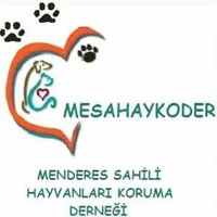 Mesahaykoder (@cemmesahaykoder) 's Twitter Profile