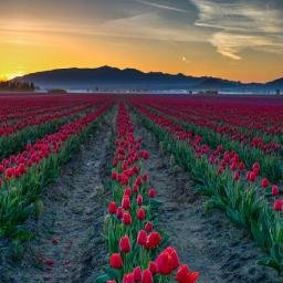 rakhiahemed24's profile picture. 