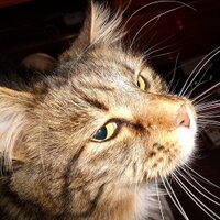 Gail Shaw (@sqlinthewild) 's Twitter Profile