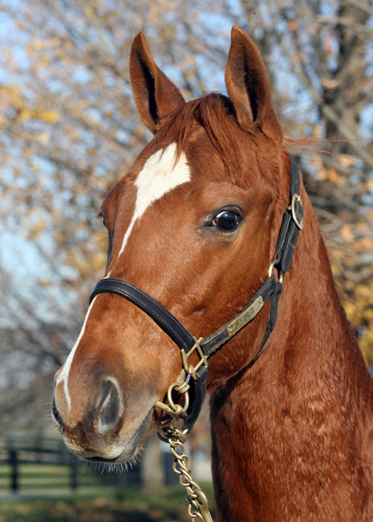 professional in Thoroughbred industry