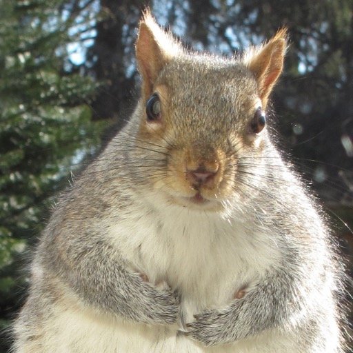 I am Clyde the Exceptional Squirrel. I am superbad and fuzzy. Always calculating angles. Expert in animal magnetism.