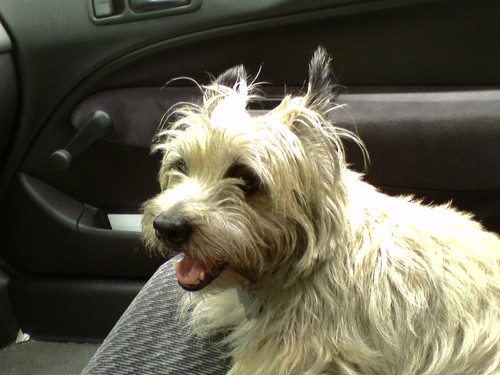 splatpup's profile picture. 