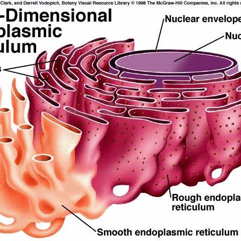 Make This Organelle Great Again!