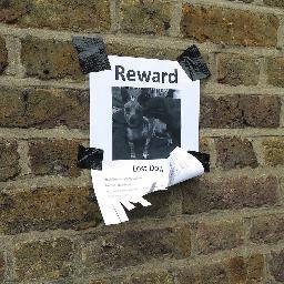 Help connect lost pets with their people! Post about your lost pet or pets you've seen around town. Photos and videos help! #MslaLostPets