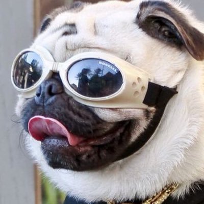 pugs_bot Profile Picture