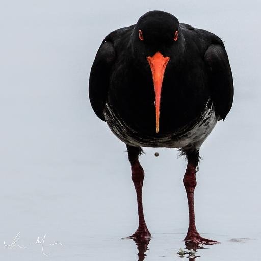 timmoorphoto's profile picture. Product Design & Photographer