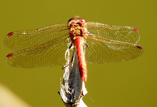 masuo99's profile picture. 