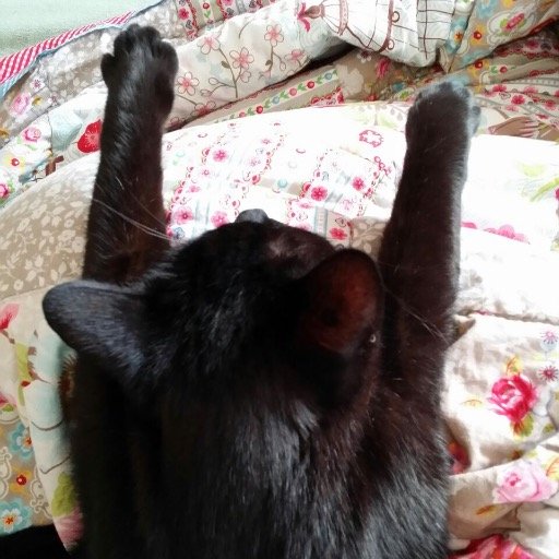 KaboomPowPew's profile picture. Katzenvideos und ESC give me live, vom Rest eher desillusioniert.