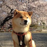 チョビ (@tyobi481nu) Twitter profile photo