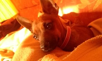 EduardoVieira5's profile picture. 