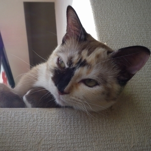 C#が好き。最近はRustが気になる/かぎ針編みが好き/猫が好きだけど飼ってはいない/日本酒が好き/ビールも好き/写真が好き。でも最近はほとんど撮っていない/仏教が好き。どこの信者でもない。般若心経はまだ唱えられる/口が悪いし根も悪いが、周りの人に恵まれている。ありがたい。