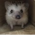 タラたま🐿🐿 (@s_a_l_l_y69) Twitter profile photo タラたま🐿🐿 (@s_a_l_l_y69) Twitter profile photo
