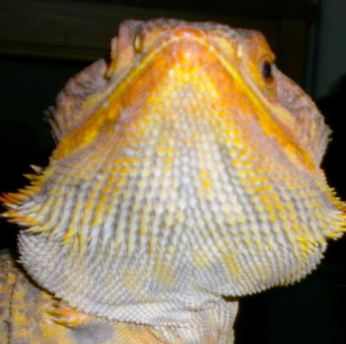 I am the supreme leader of the known universe.  You will feed me crickets.