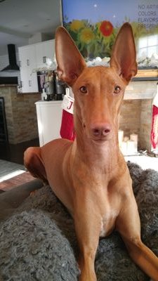 johnson1179's profile picture. Dog Dad, wannabe chef, insurance guru