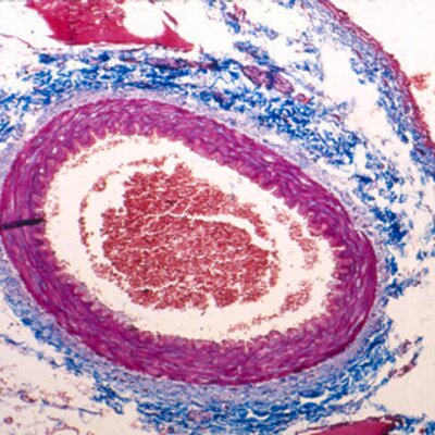 histology histocasino twitter