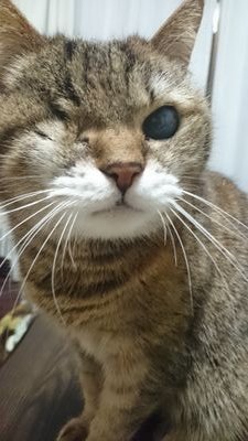 hakutakudo's profile picture. 王子公園で鍼灸院やってます。 18歳と15歳の二人の男の子の父でもあり、4歳の亀の主でもあります。 肩凝り腰痛から内科的不調、スポーツ障害からトレーニング指導などなどお気軽にご相談ください★