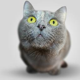 ilovecaniegatti's profile picture. Mi chiamo Sofia. Amo #gatti,  #cani e ogni altro animale da compagnia. #vegetariana. Taggami e retwitto. A #Pasqua che ne dite di mangiare #vegan?