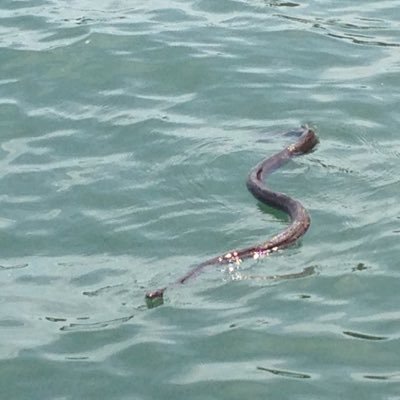 BungholeJohan's profile picture. America.