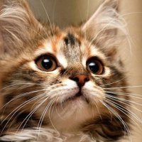 Cute Cats (@awww_pets) 's Twitter Profile