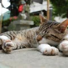 affi8mayumayu's profile picture. 