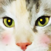 雪国にゃんこ(@snowcountryCat) 's Twitter Profile Photo