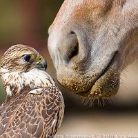 horse falcon (@horsefalcon) Twitter profile photo