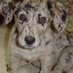 Good Dog, Blue. 🆒 Profile picture