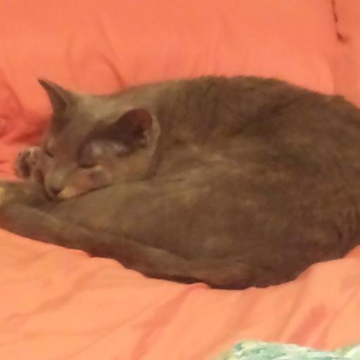 Denise_tweeting's profile picture. 