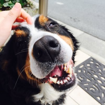 She is my family member. #berners Her name is Vanilla. She is 6 years old. バーニーズマウンテンドッグのバニラを飼ってます。6歳です！