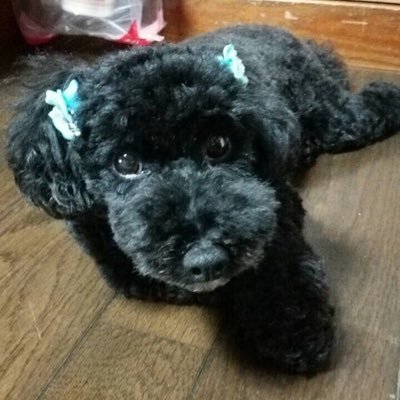 しゃかいじーん！ ふぁーーーい！