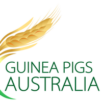 Guinea Pigs Aus Shop(@GuineaPigAUShop) 's Twitter Profile Photo