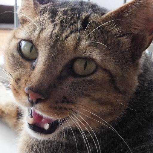 mamiya_yo's profile picture. 2014年衰弱した猫を保護。幸運を引っ掛けるという幸せのカギしっぽ。命名｢まる｣現在推定13歳。しばらくシャーシャー言ってたけど10年目の今はゴロゴロ。可愛い過ぎて全てが猫ファースト(*^^*)。本猫低浮上。楽しいことをRT。