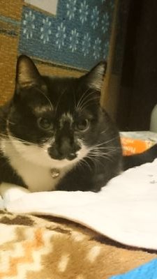 horiman2993's profile picture. 愛猫のくーちゃんと月君は動物愛護団体から里親になりました
現在は猫兄さんをして動画配信等を通じて里親様を探すお手伝いをしています

猫様のお茶会と言うグループを作り猫好きさんと保護猫カフェなどでイベントを開催中
毎日夜7時から「猫兄さん」として保護猫の紹介や保護猫との生活をユーチューブで配信しています