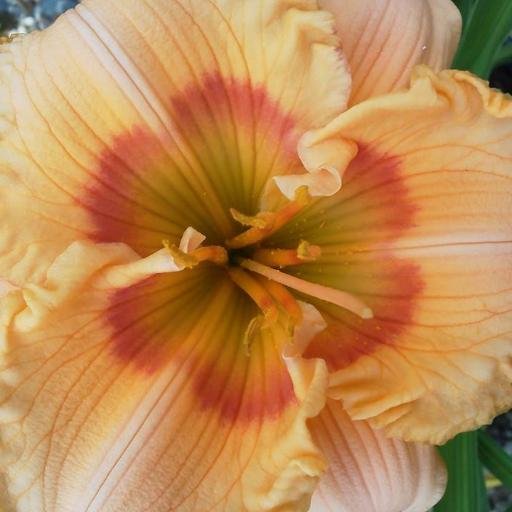 The best plant nursery in the Lake Country!